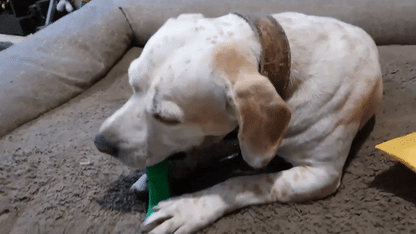 Cepillo de dientes para perro